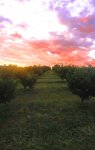 Hazelnut orchard.jpg