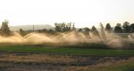 hazelnut-irrigation-cropped.jpg